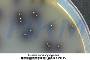 单核细胞增生李斯特氏菌ATCC19115 单核细胞增生李斯特氏菌ATCC19115